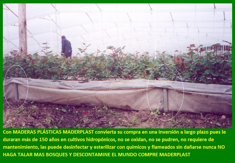 hidroponía como se preparan cultivos hidropónicos flores hidropónicas como se hace el cultivo tecnificado flor de invernadero cultivo hidropónico tecnificado maderplast surcos camas tutores 010 hidroponía como se preparan cultivos hidropónicos flores hidropónicas como se hace el cultivo tecnificado flor de invernadero cultivo hidropónico hidroponía como se preparan cultivos hidropónicos flores hidropónicas como se hace el cultivo tecnificado flor de invernadero cultivo hidropónico tecnificado maderplast surcos camas tutores 010 tecnificado maderplast surcos camas tutores 010 hidroponía como se preparan cultivos hidropónicos flores hidropónicas como se hace el cultivo tecnificado flor de invernadero cultivo hidropónico tecnificado maderplast surcos camas tutores 010
